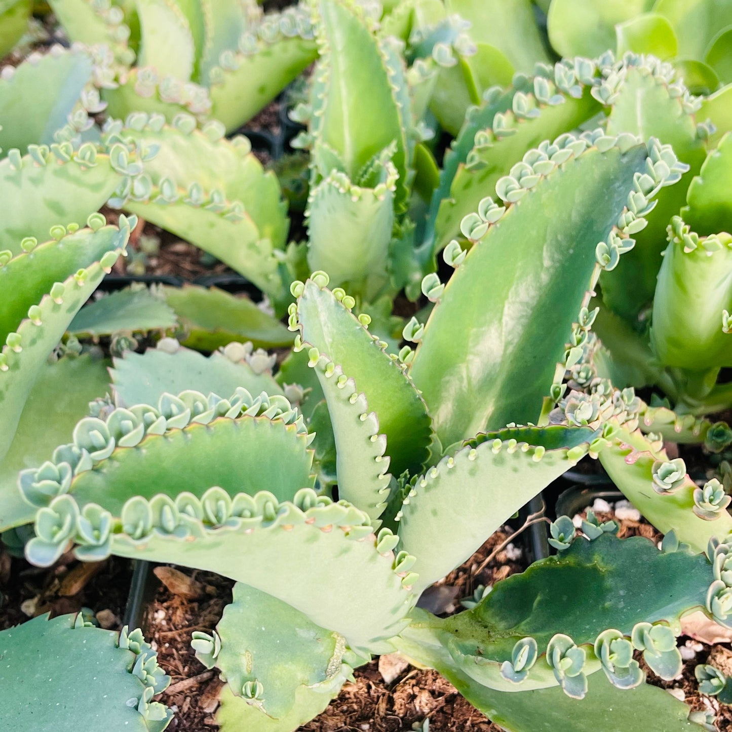 2"pot 4”pot Kalanchoe Mother of Thousands