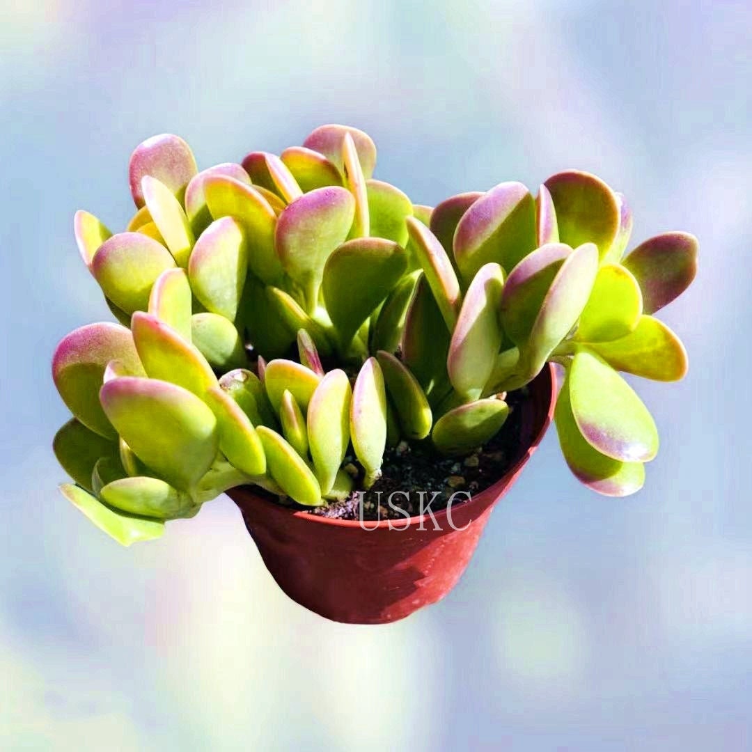 2” pot 4"pot Succulent plants Senecio jacobsenii Trailing Jade Purple