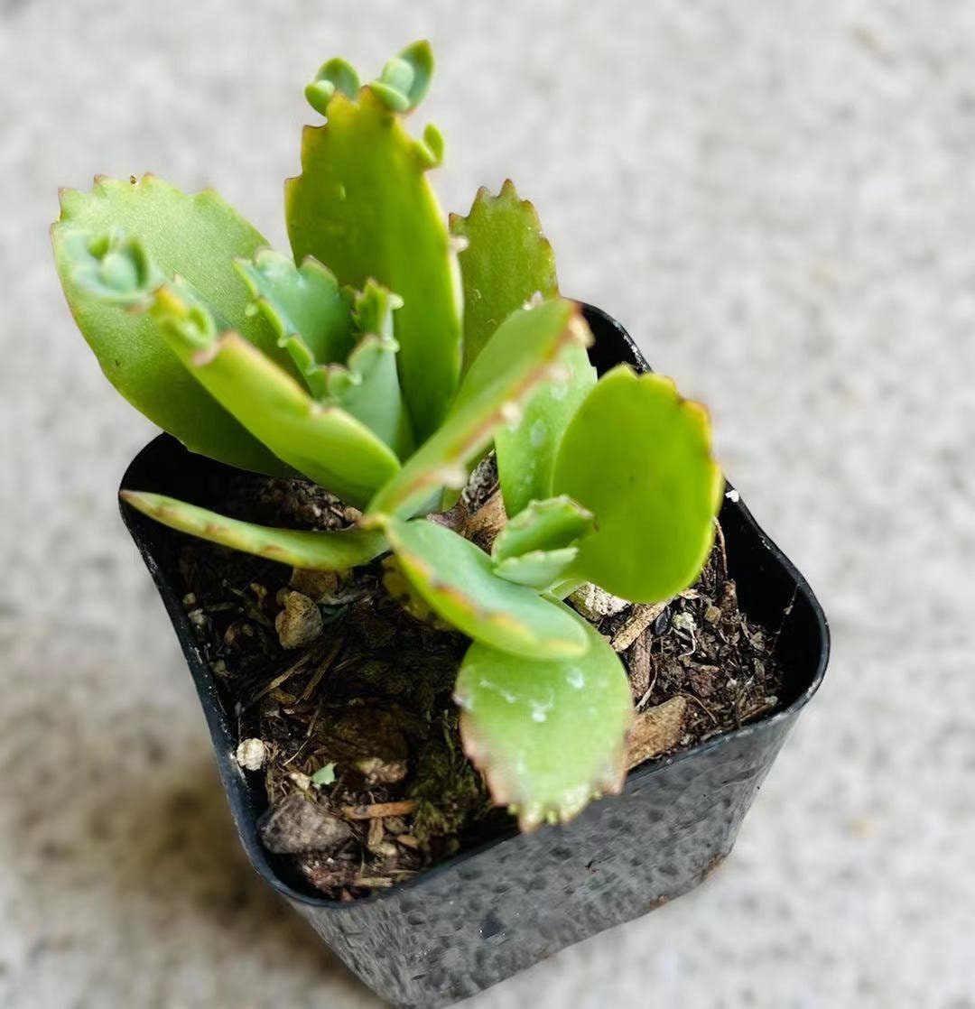 2"pot 4”pot Kalanchoe Mother of Thousands