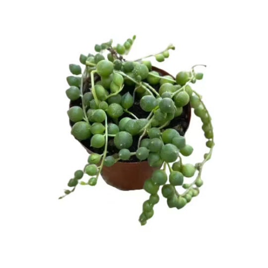Cuttings / 2" 4" 6”pot  String Of Pearls