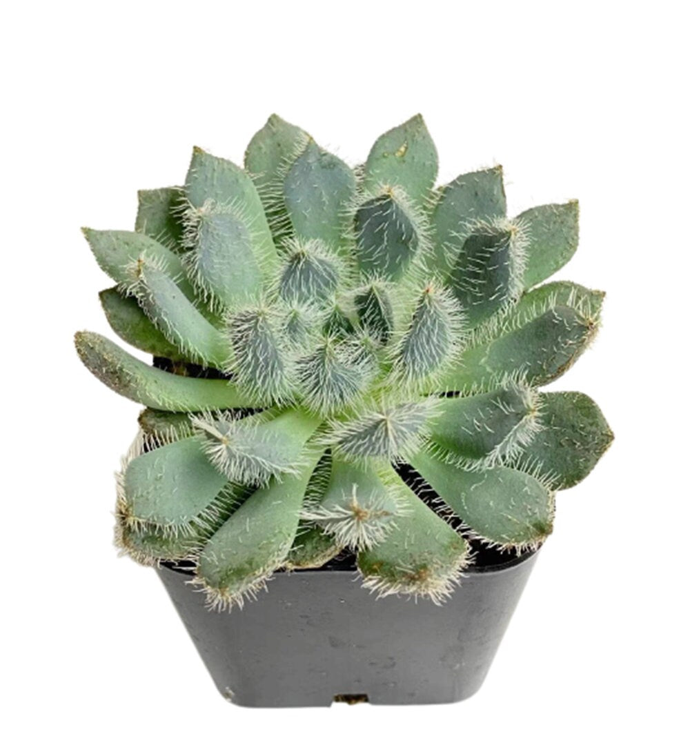 2"pot Echeveria Setosa ‘Mexican Firecracker’