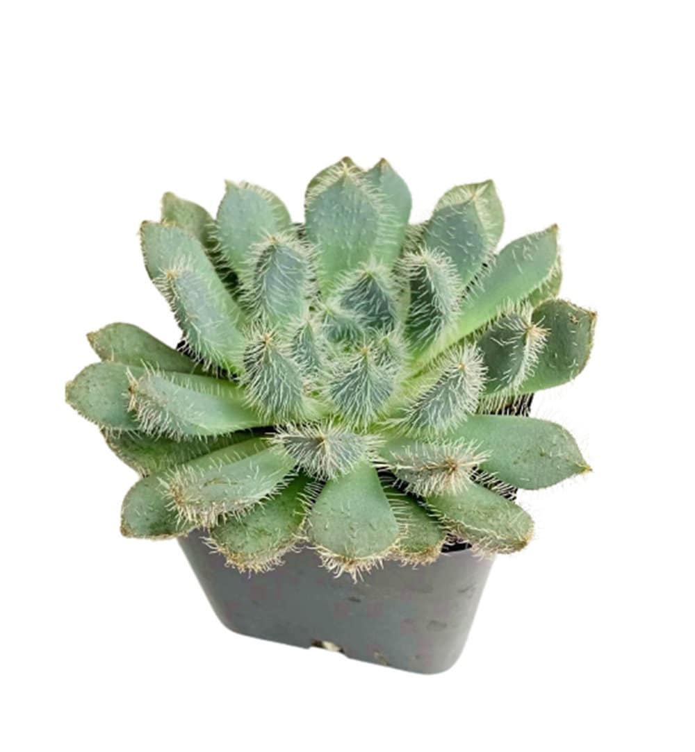 2"pot Echeveria Setosa ‘Mexican Firecracker’