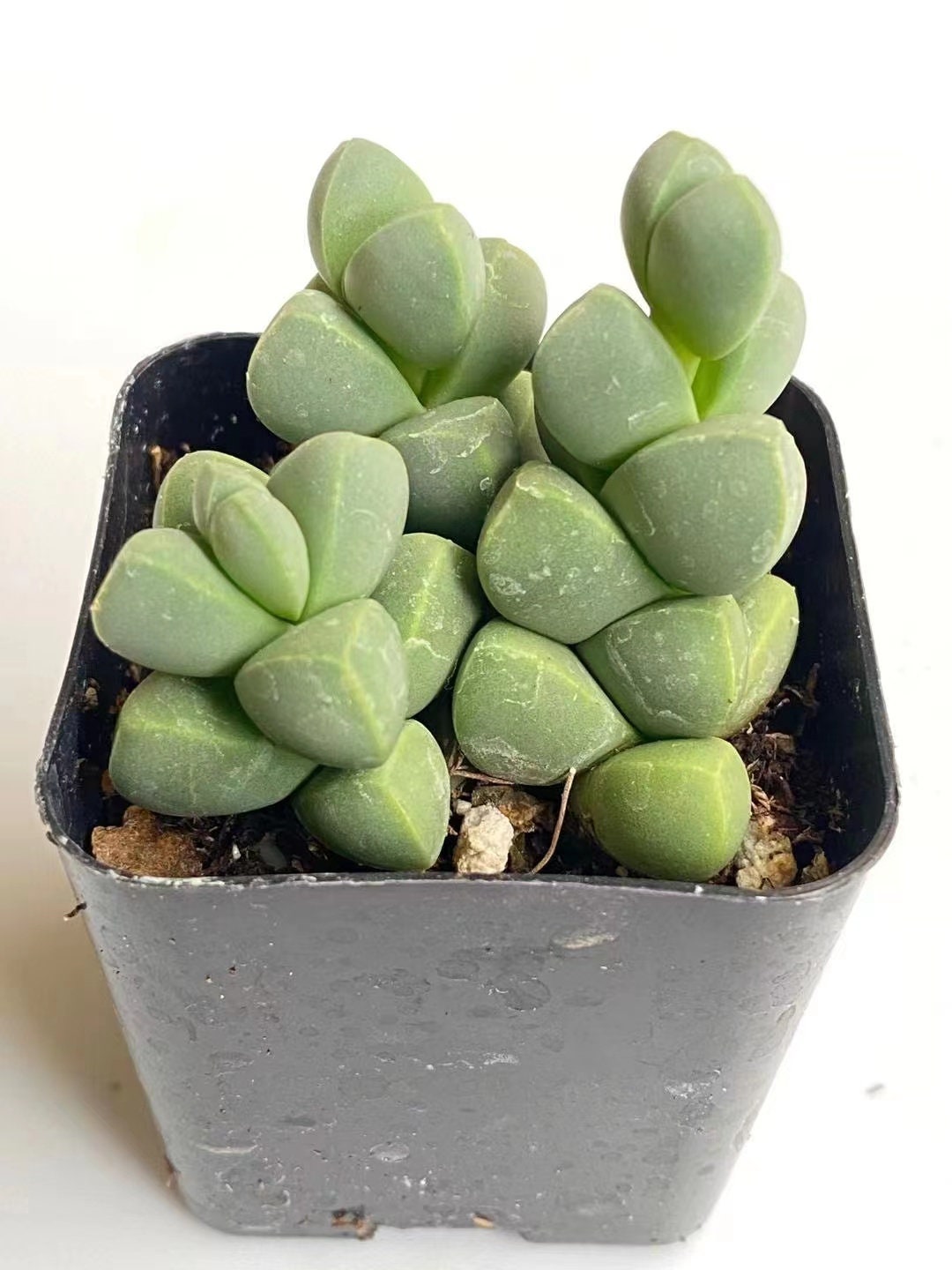 2"pot 4” pot Succulents Corpuscularia Lehmannii Ice Plant