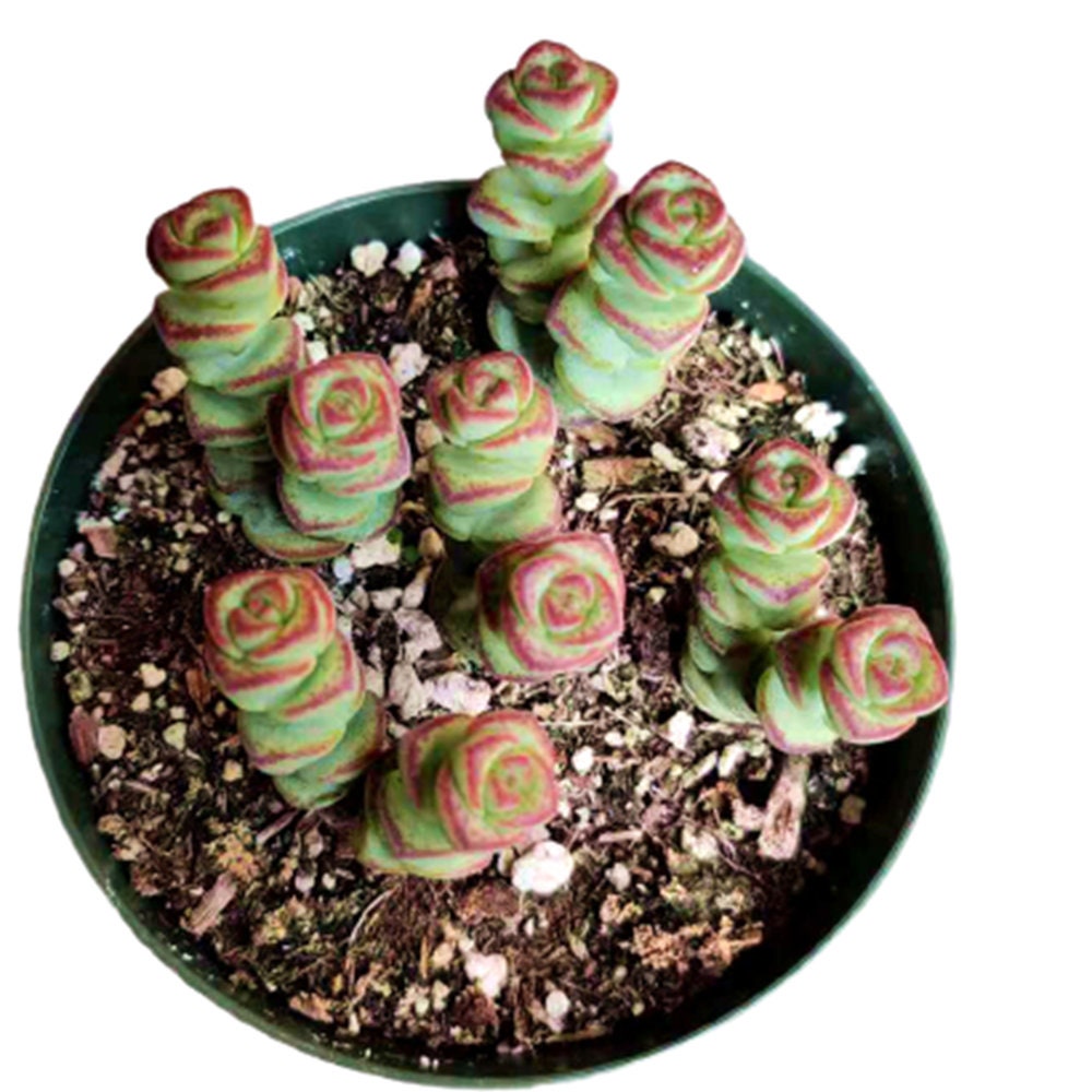 2"pot 4"pot Succulent Plants  Crassula  Jade Necklace  Vine Rosary