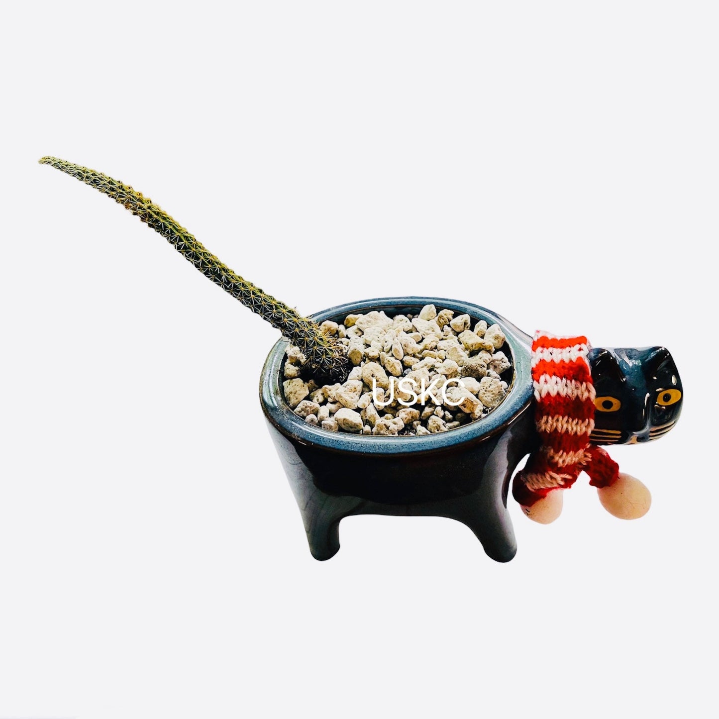 2”pot 4"pot Cactus Plants Rat Tail