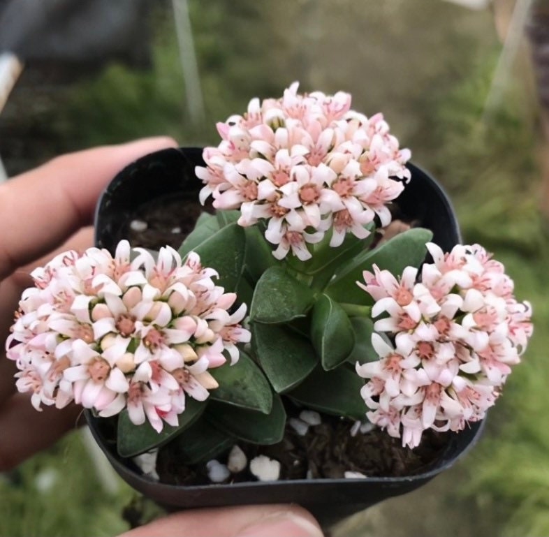 2” pot succulents Plants Crassula 'Spring time'