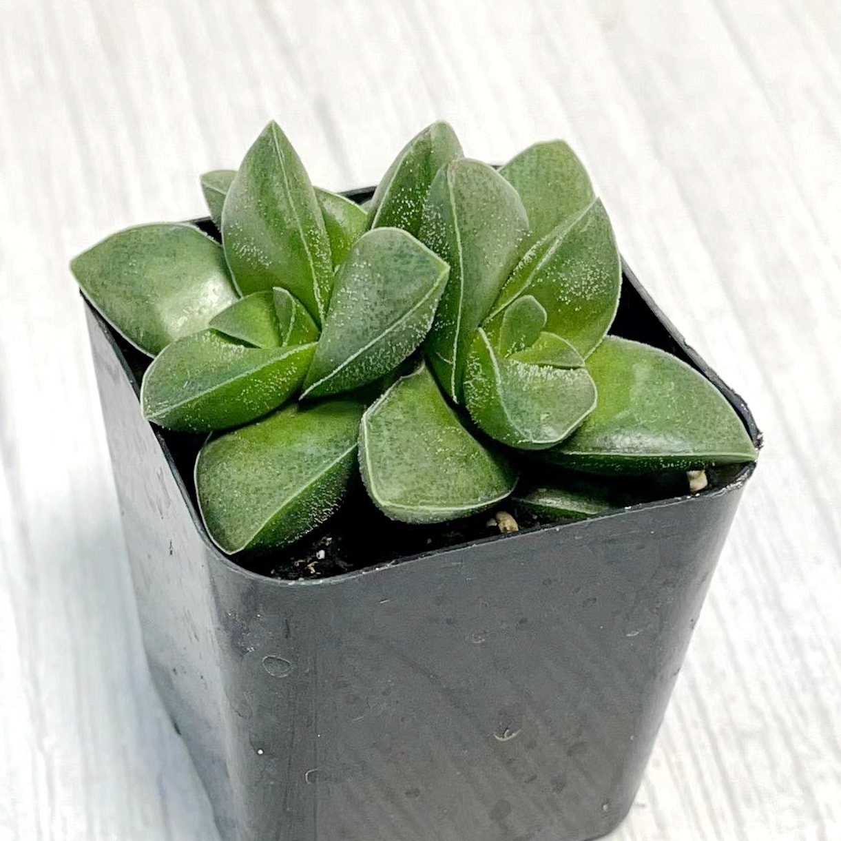 2” pot succulents Plants Crassula 'Spring time'