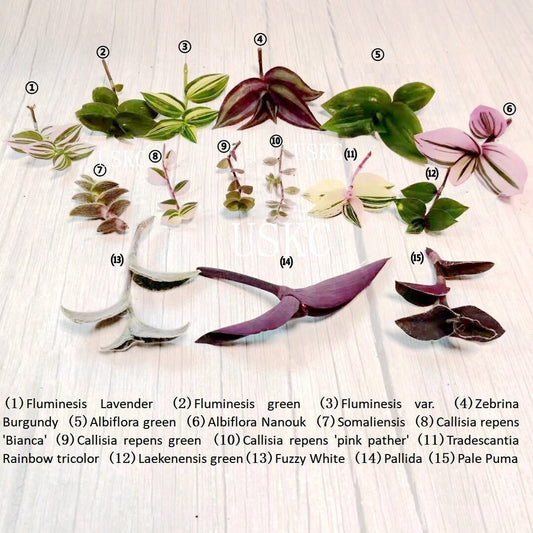 Cuttings/Rooted 2" pot Wandering Jew Tradescantia/Callisia