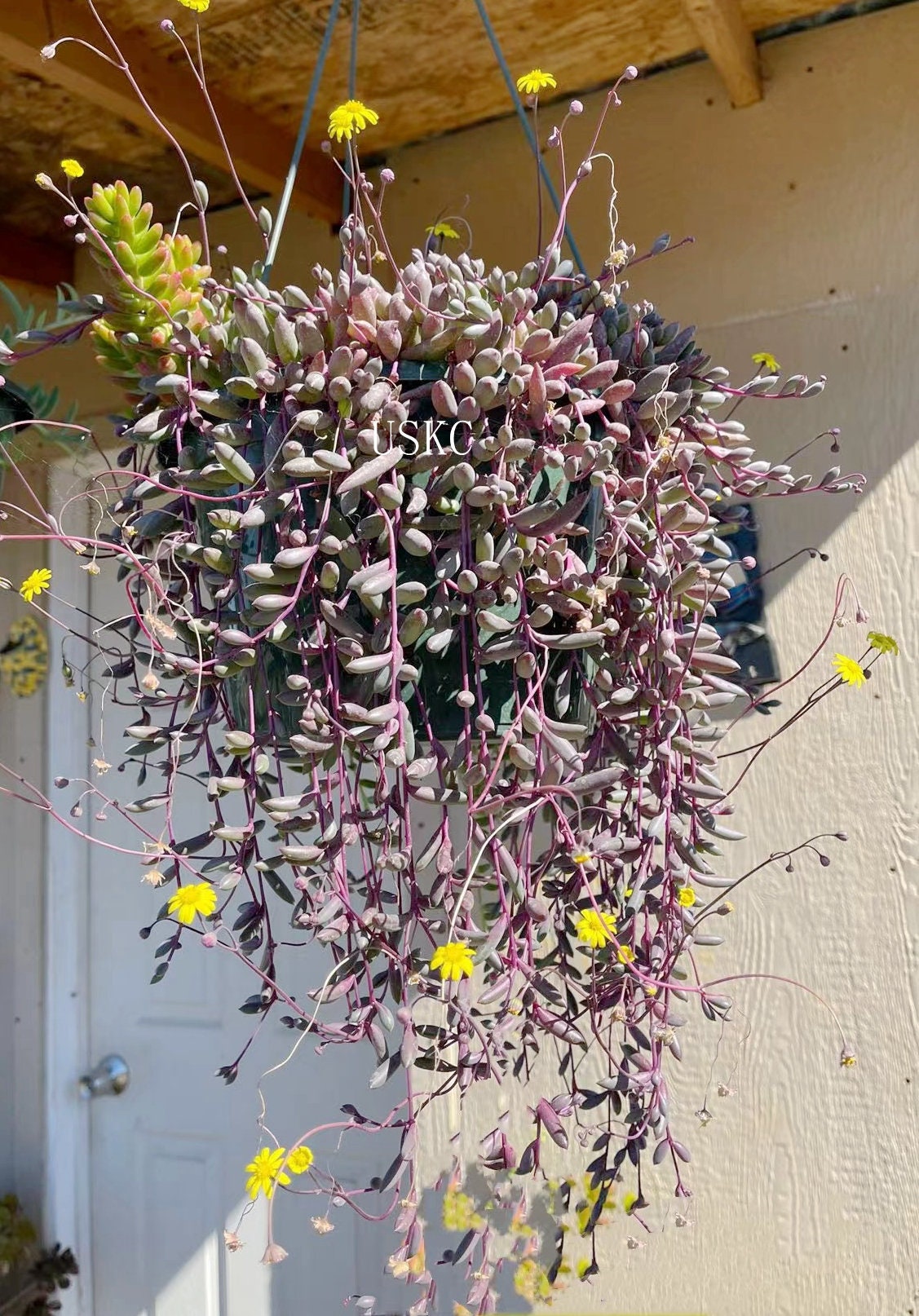 Cuttings/2" pot /4"pot Succulent Plants Othonna Capensis/Ruby Necklace