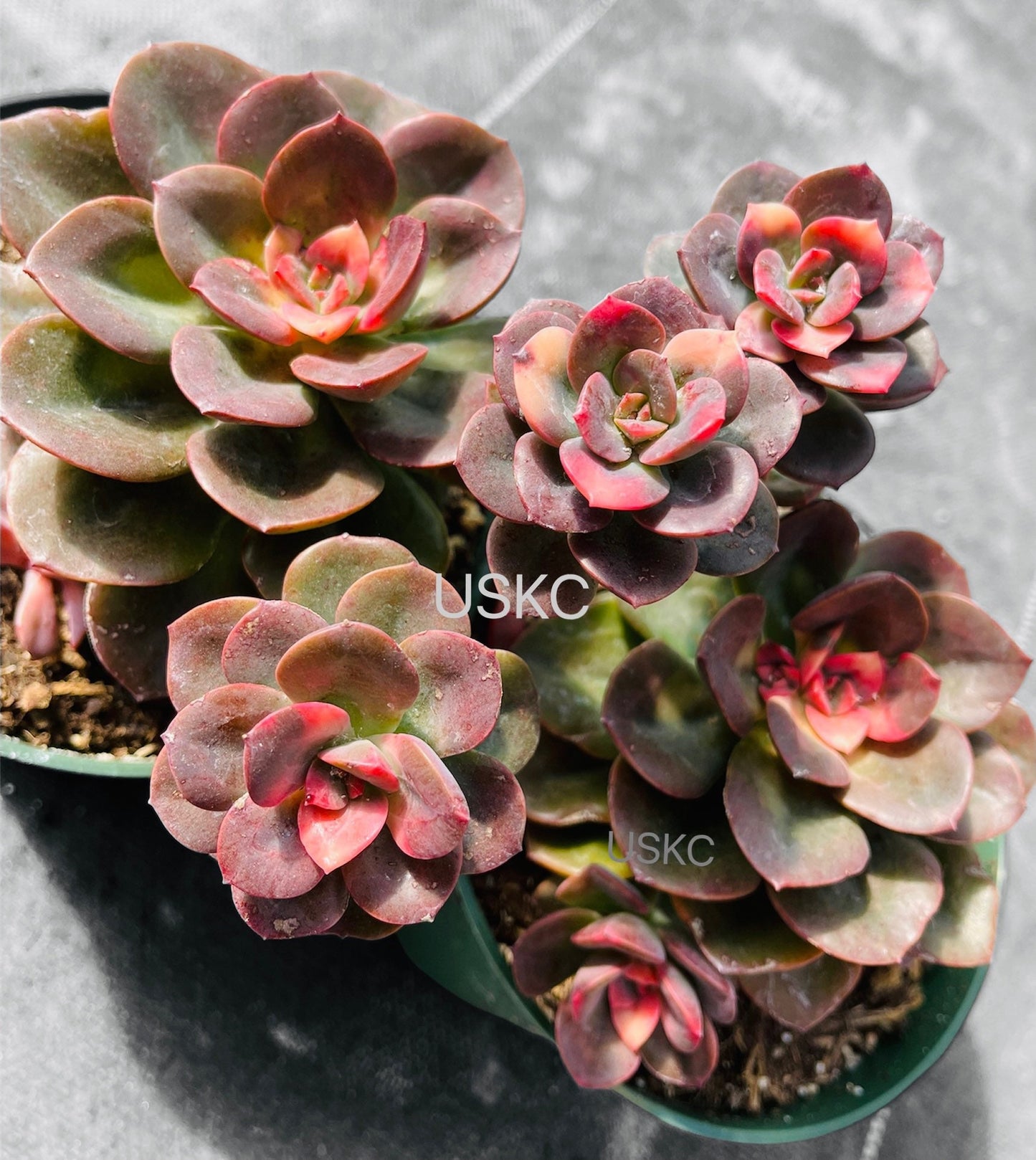 2” Succulent plant Echeveria Chroma
