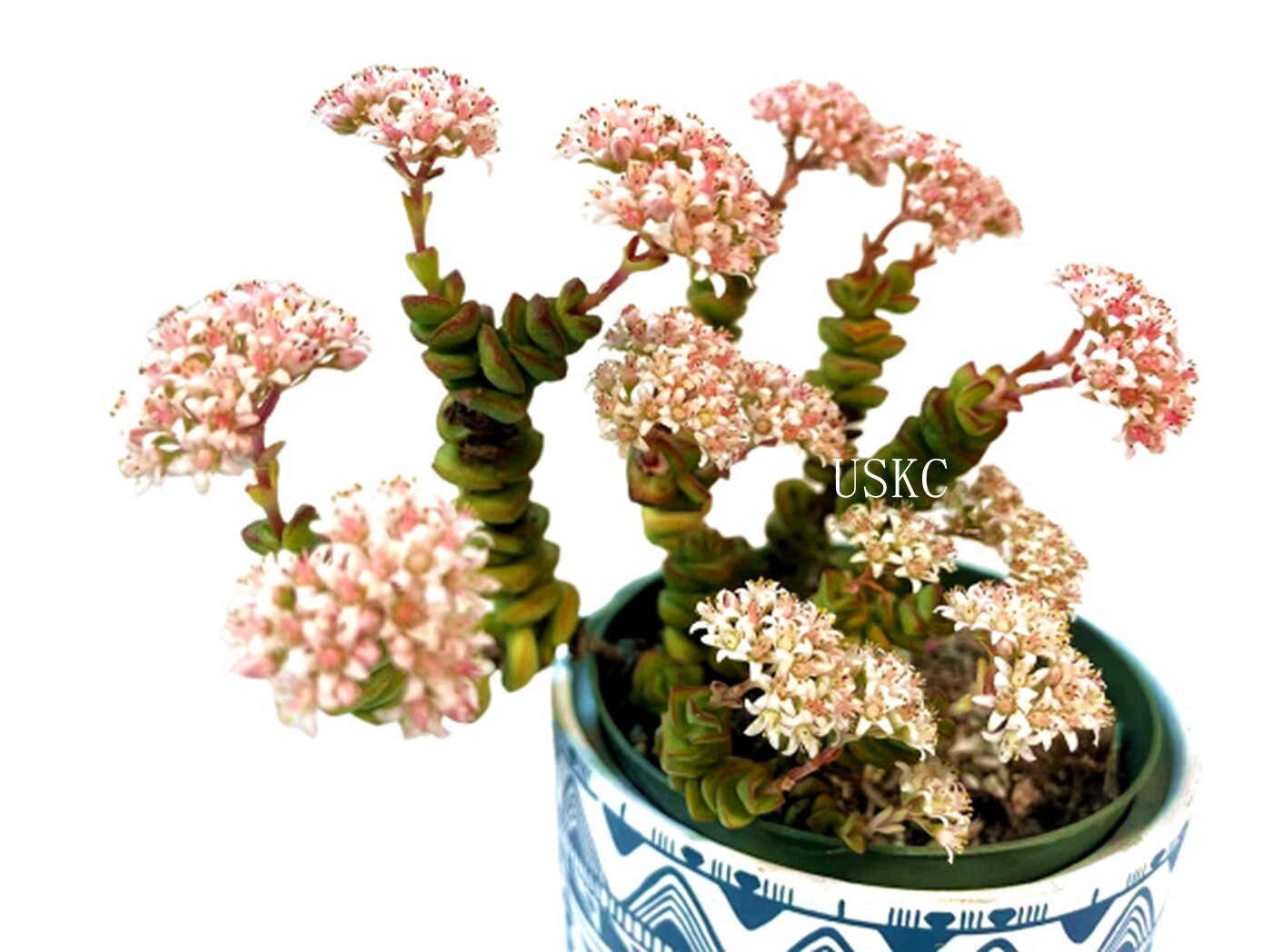 2"pot 4"pot Succulent Plants  Crassula  Jade Necklace  Vine Rosary