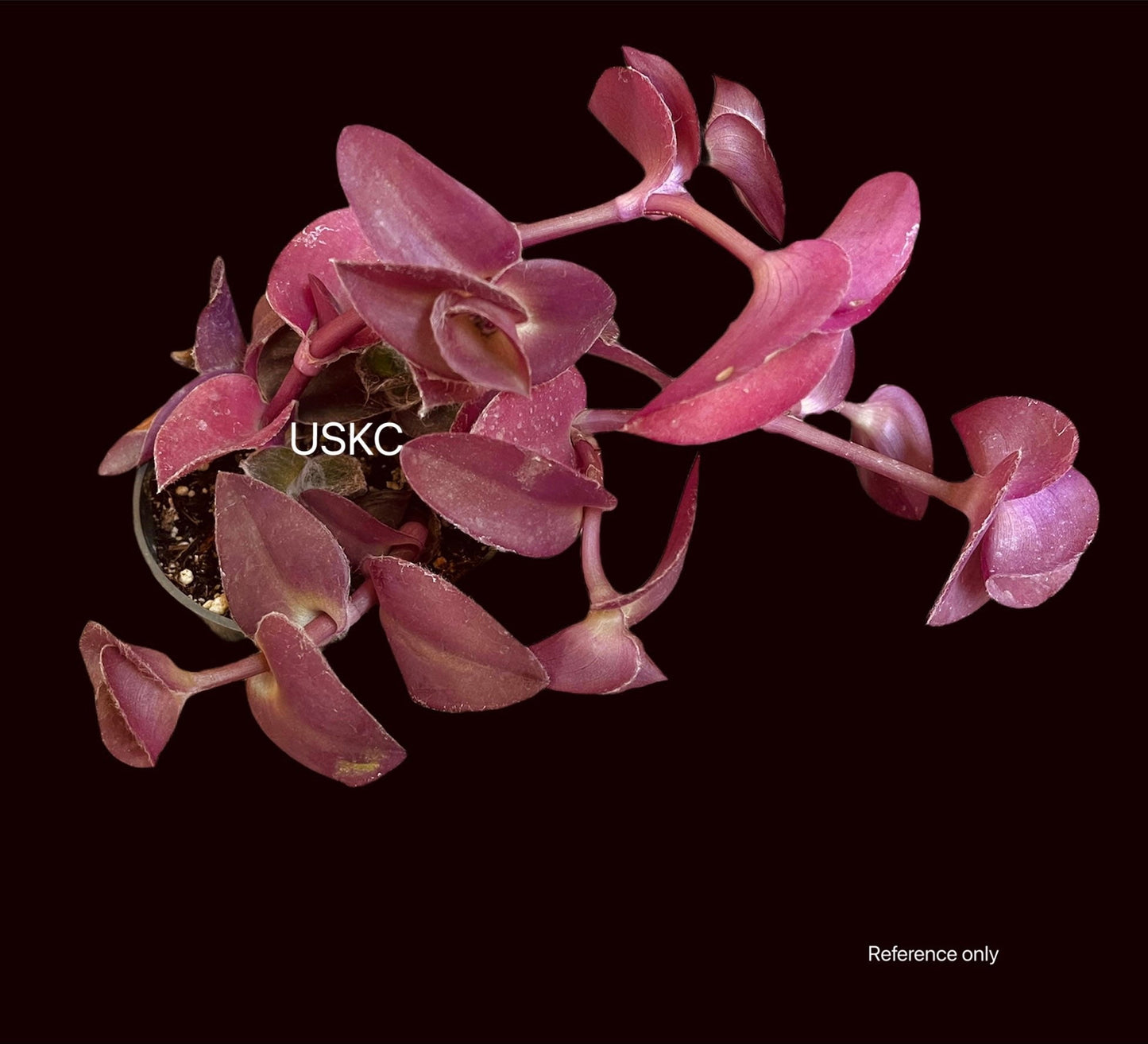 2"pot 4"pot Wandering Jew Plants Tradescantia Pale Puma Wandering Jew