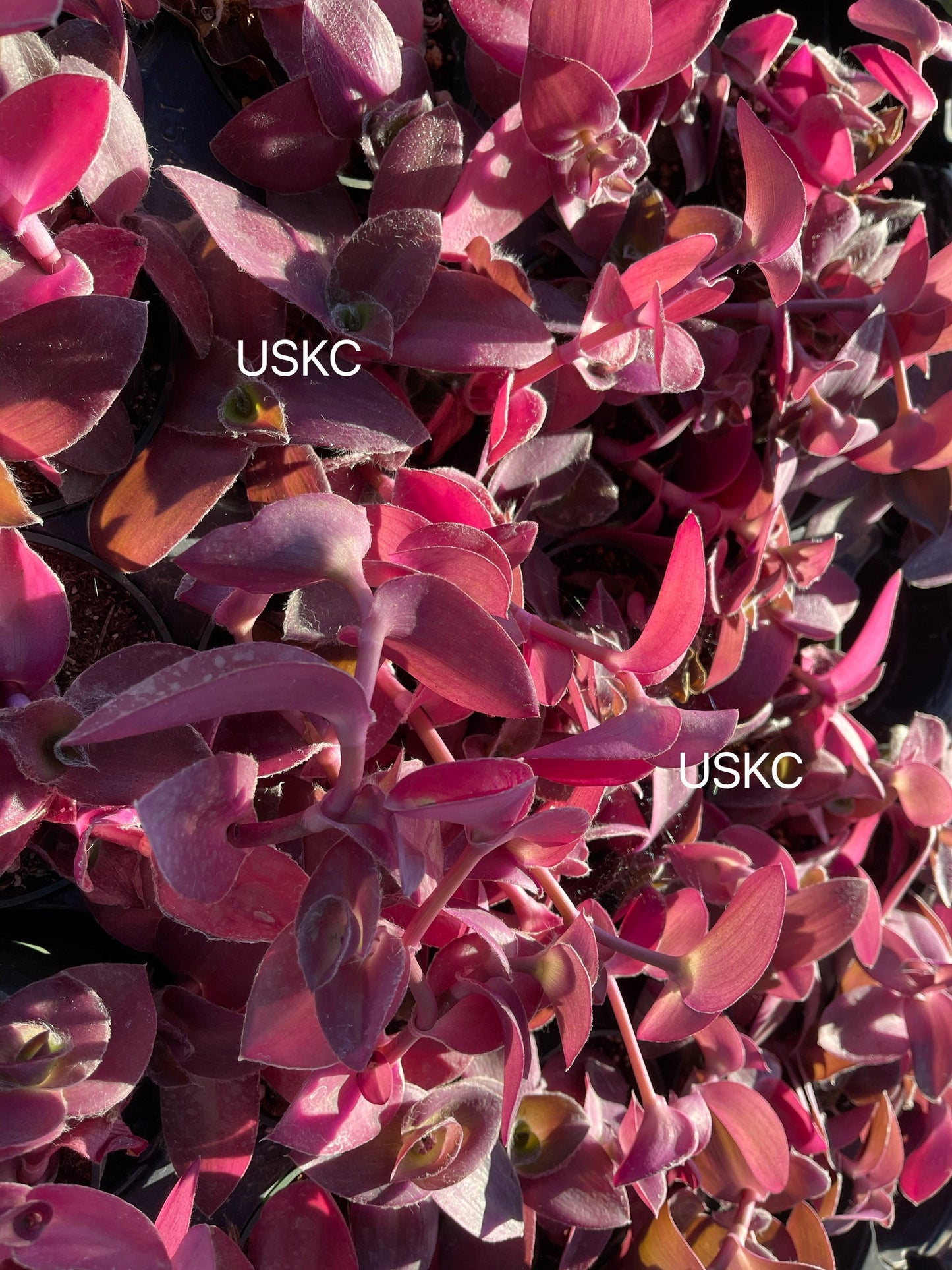 2"pot 4"pot Wandering Jew Plants Tradescantia Pale Puma Wandering Jew