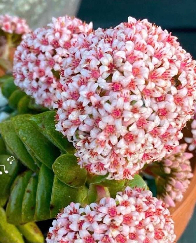 2” pot succulents Plants Crassula 'Spring time'