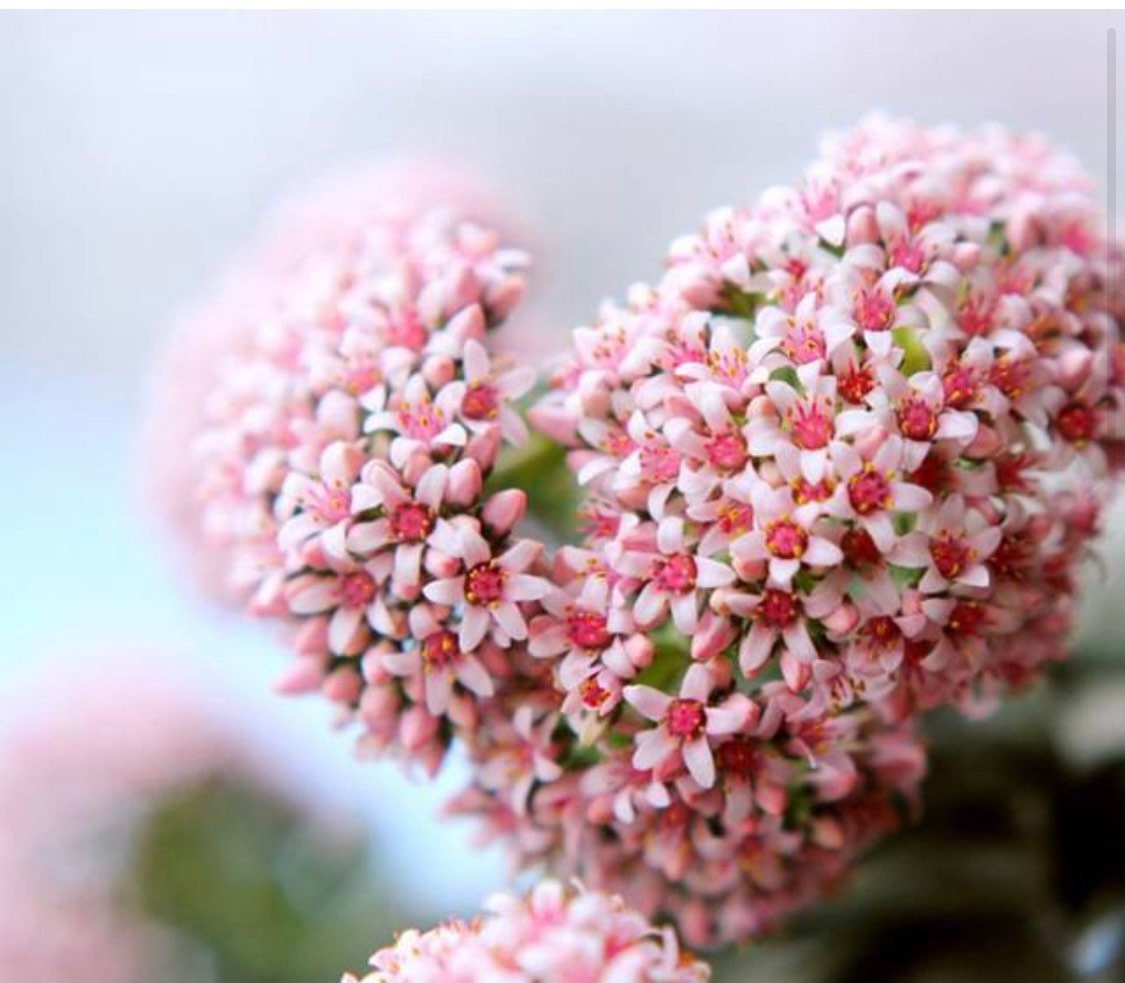 2” pot succulents Plants Crassula 'Spring time'