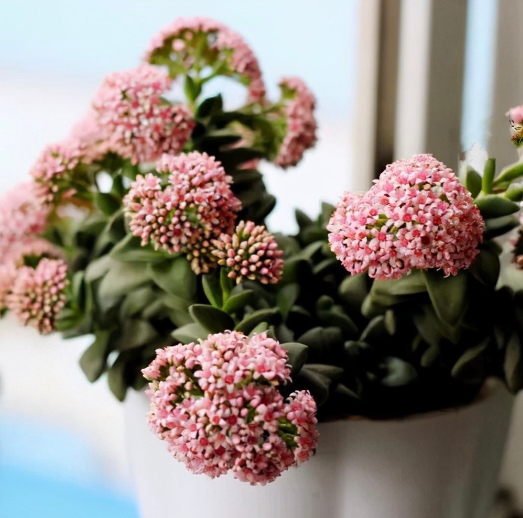 2” pot succulents Plants Crassula 'Spring time'