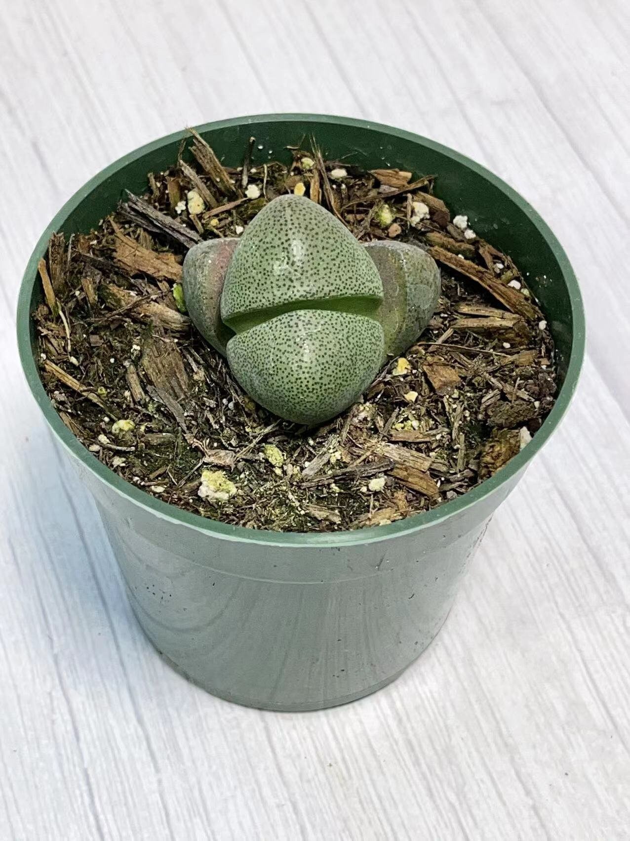 4"pot Split Rock-Pleiospilos Nelii