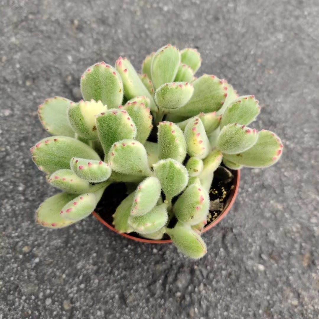 2”pot 4”pot  Succulent Plants Cotyledon tomentosa "Bear's Paw" Variegated
