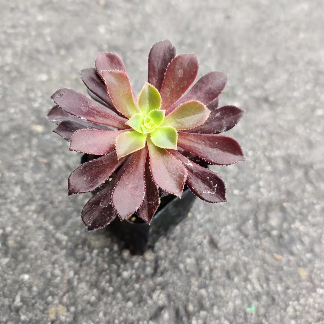 2"pot 4” pot Succulent Plants  Aeonium arboreum-Zwartkop