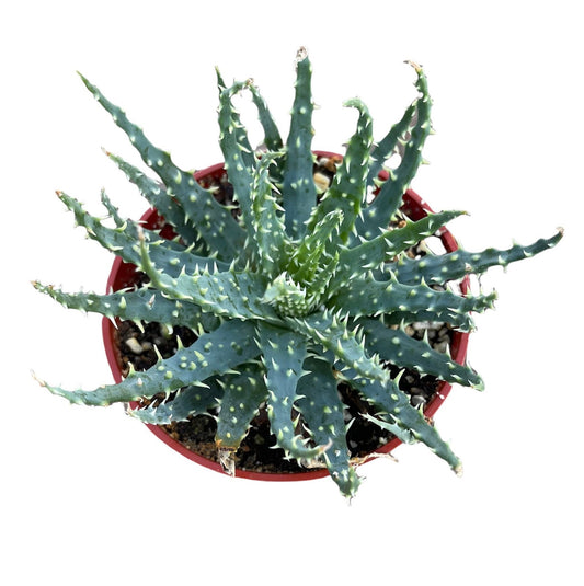4”pot live plants Hedgehog Aloe