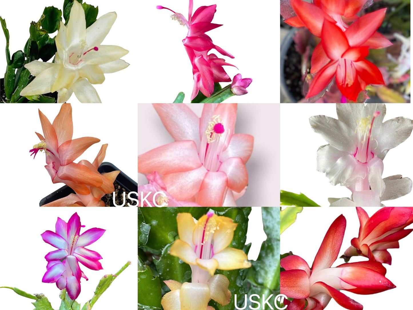 Unrooted Leave cuttings Thanksgiving cactus