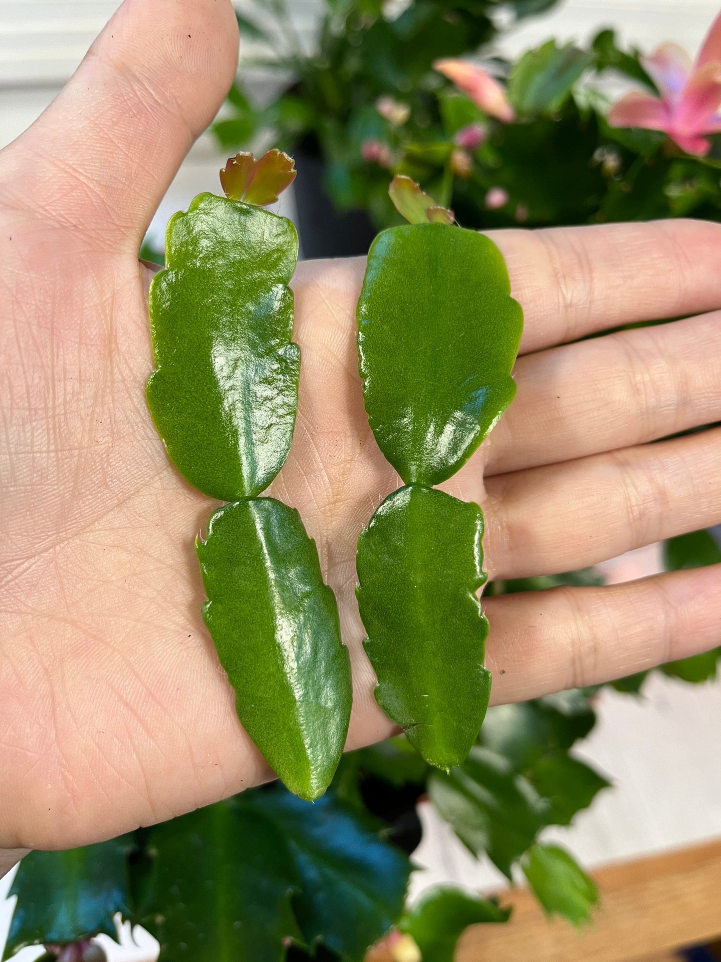 Cuttings/rooted 2"pot Live True Christmas Cactus