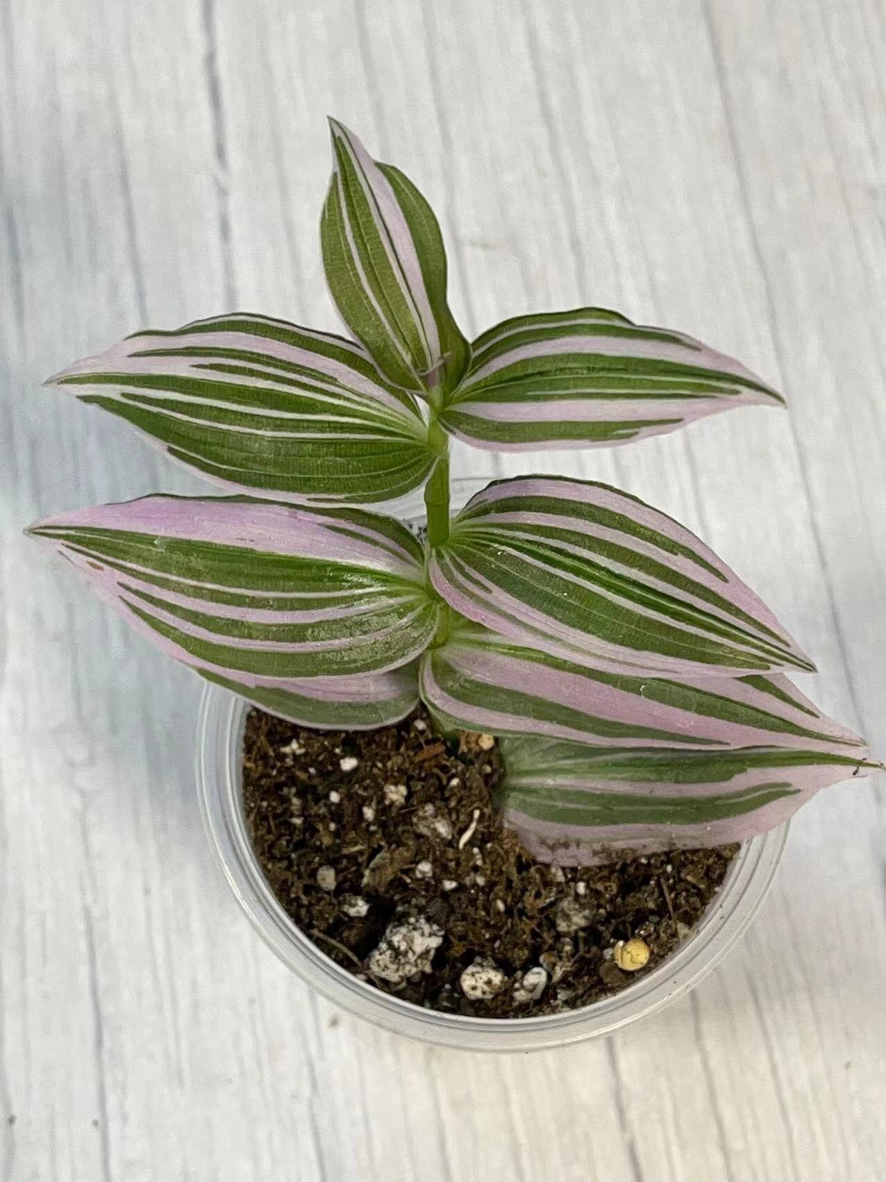 Cuttings/Rooted 2" pot Wandering Jew Tradescantia/Callisia