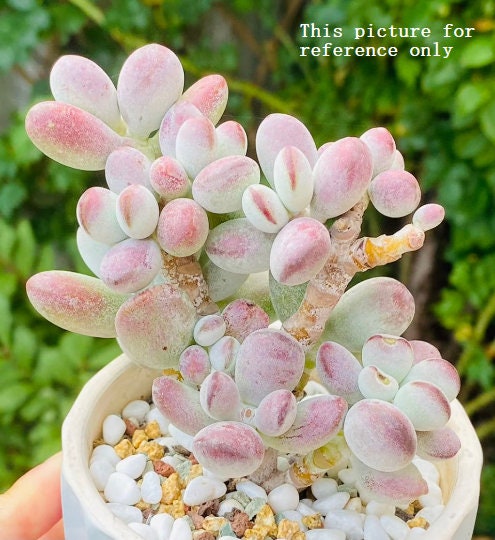 4” pot Rare Cotyledon Orbiculata cv
