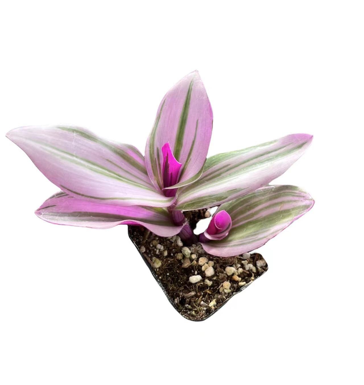Cuttings/Rooted 2" pot Wandering Jew Tradescantia/Callisia