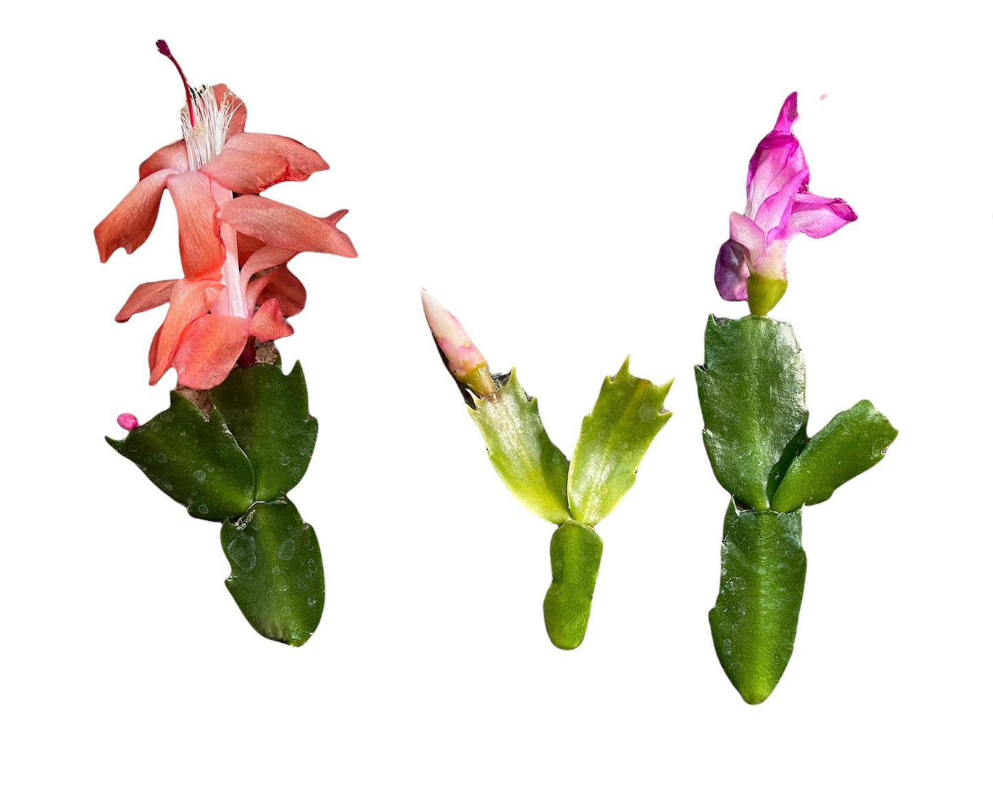 Unrooted Leave cuttings Thanksgiving cactus