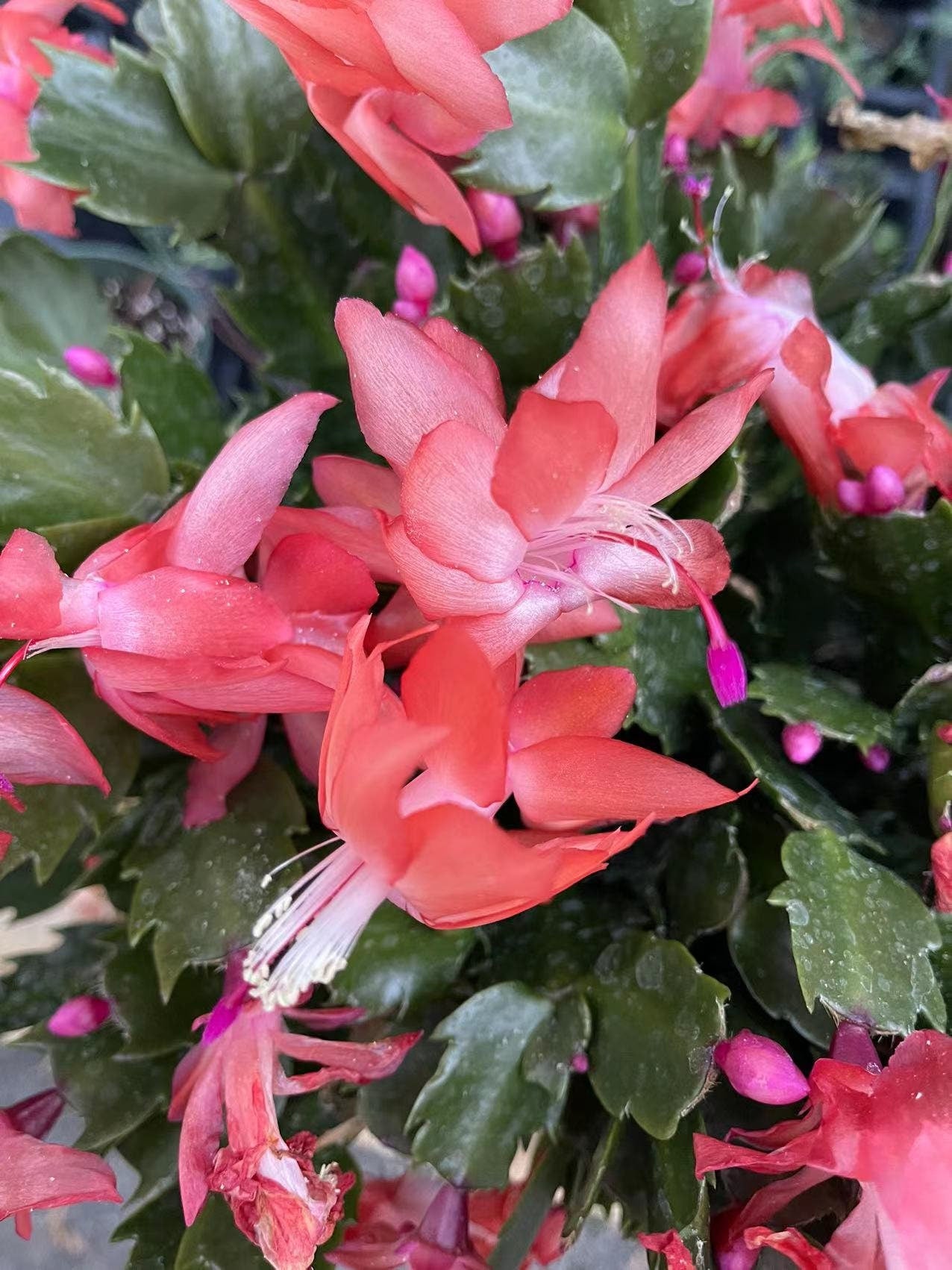 Unrooted Leave cuttings Thanksgiving cactus