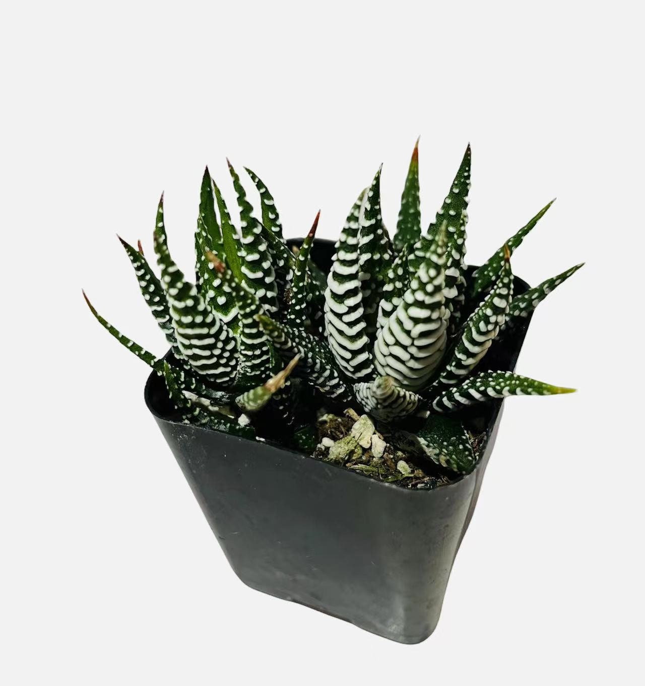 2”pot Succulent Plants Haworthia Faciata