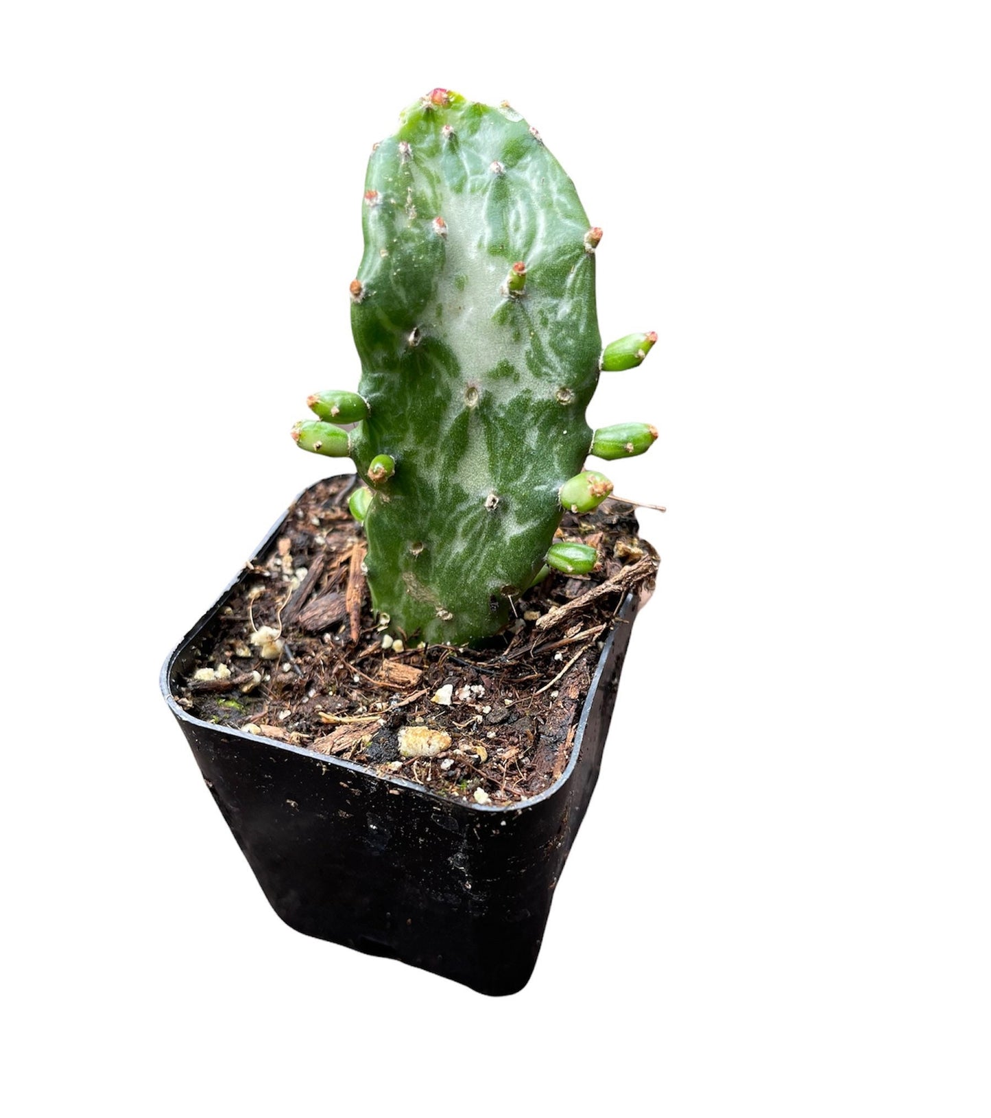 2"pot  Opuntia Maverick Variegated Cactus