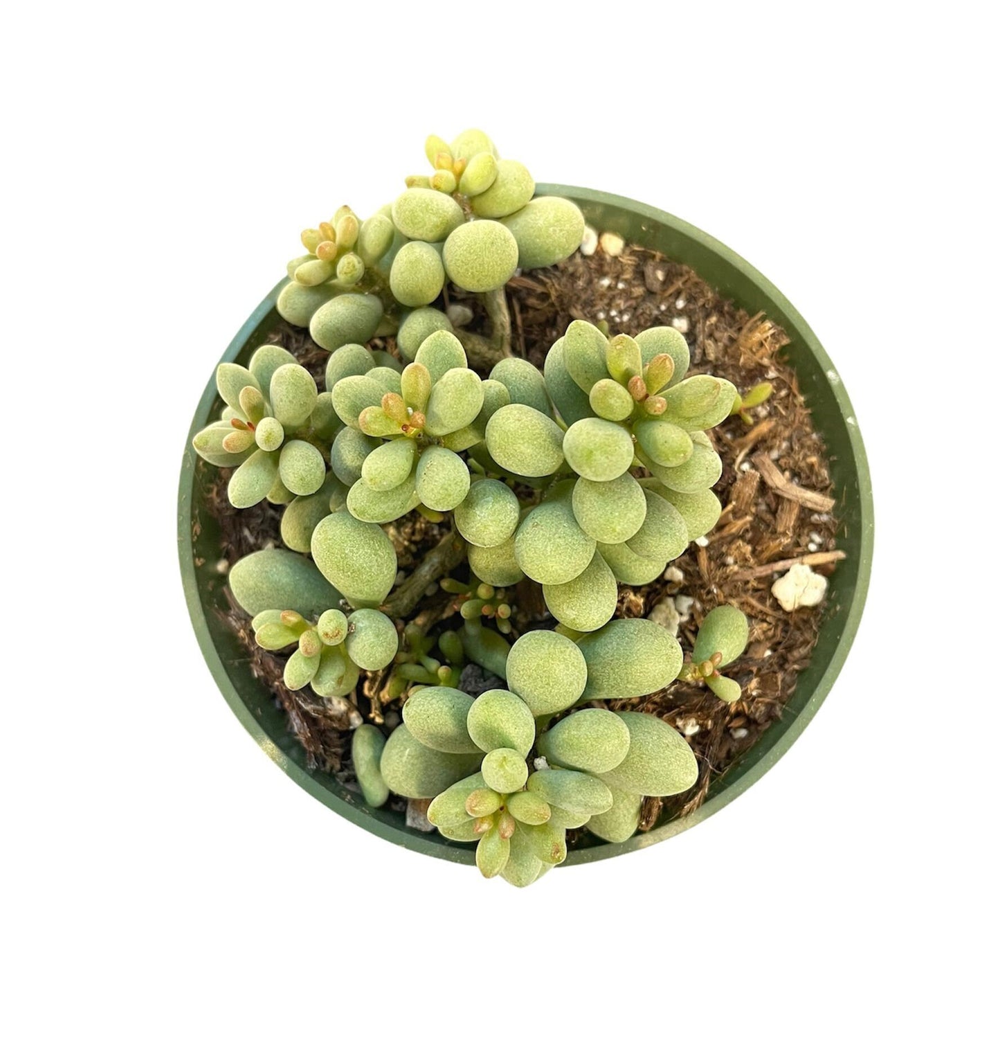 2"pot 4"pot Succulent Plants Tylecodon Schaeferianus