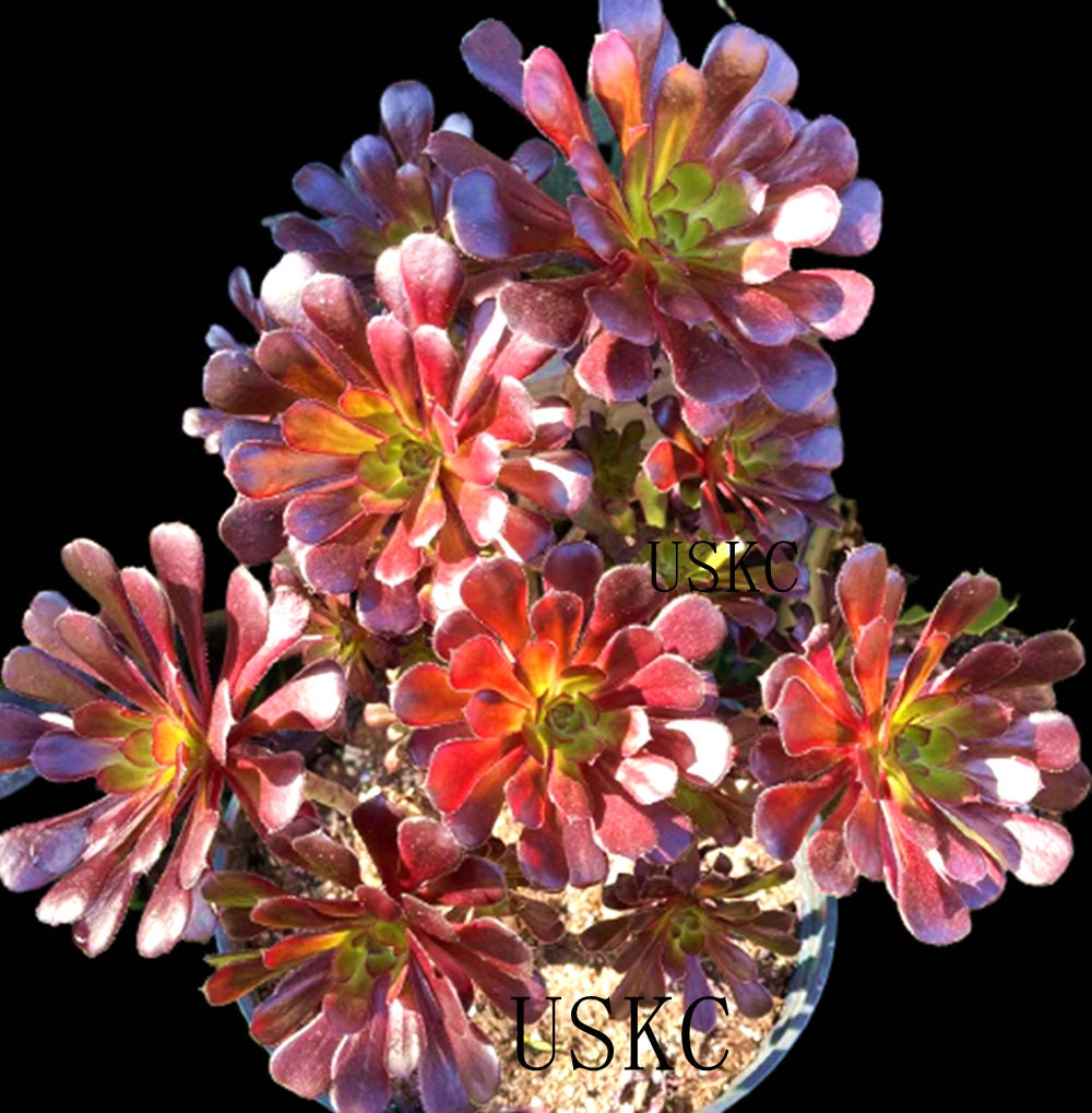2"pot 4” pot Succulent Plants  Aeonium arboreum-Zwartkop