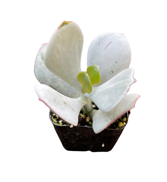2"pot Cotyledon orbiculata -Pig's Ear