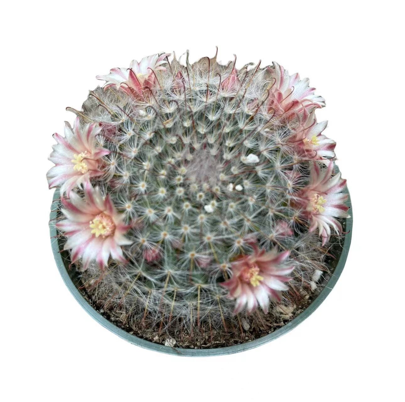 2"pot 4"pot Cactus Plants Mammillaria Bocasana