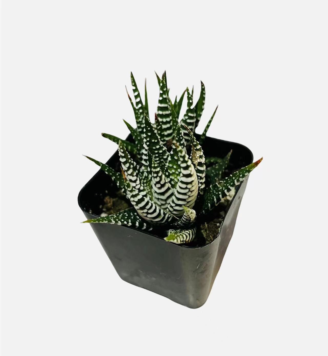 2”pot Succulent Plants Haworthia Faciata