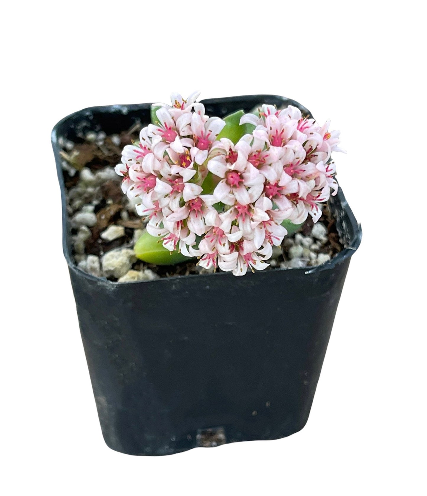 2” pot succulents Plants Crassula 'Spring time'