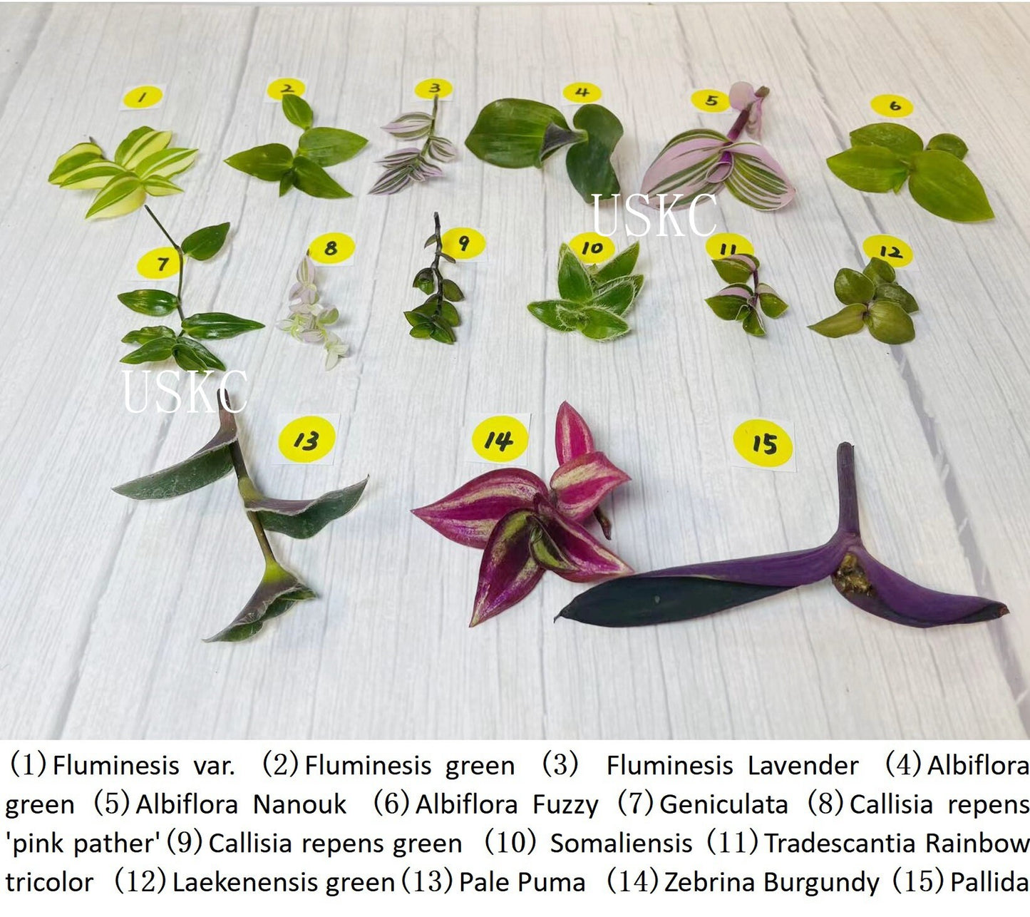 Wandering Jew Leave cutting Tradescantia/Callisia