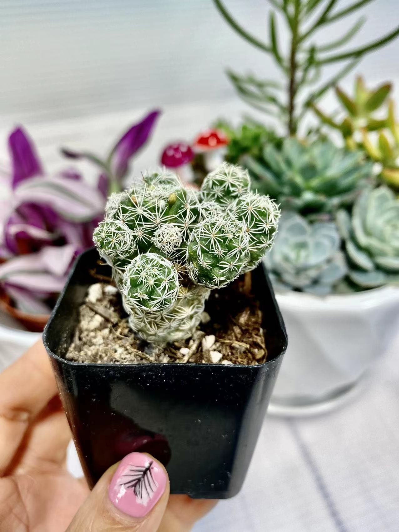 2"pot 4”pot  Mammillaria gracilis fragilis Thimble Cactus