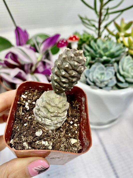 2" pot 4“pot Pine Cone Cactus Opuntia papyracantha Tephrocactus