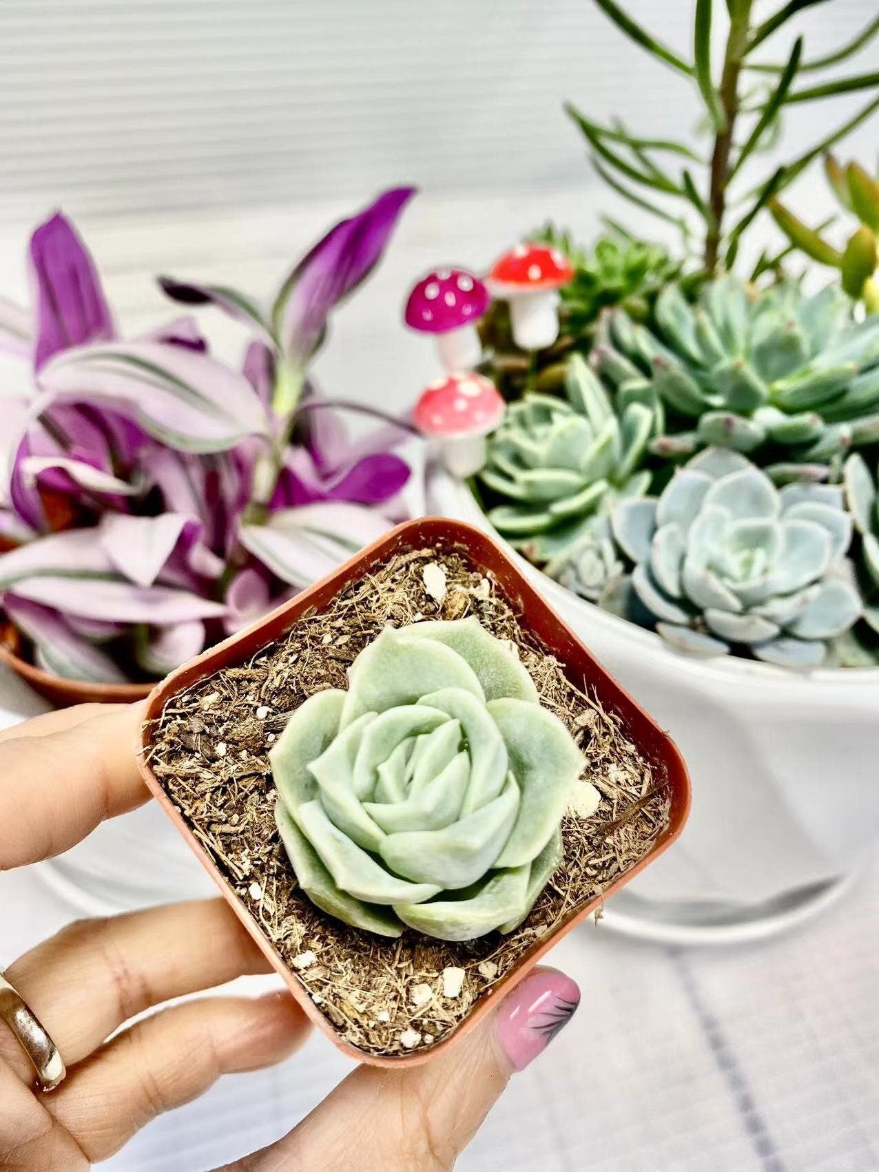 2”pot 4" pot Rare Succulents Plants succulents Echeveria Lovely rose