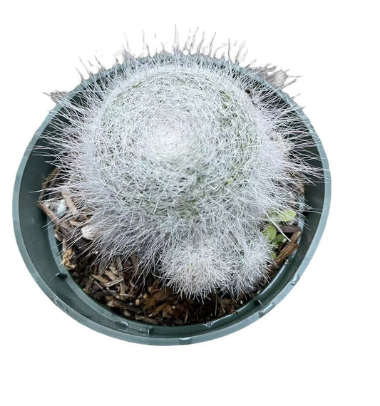 4"pot Mammillaria Haniana Old Lady Cactus with babies