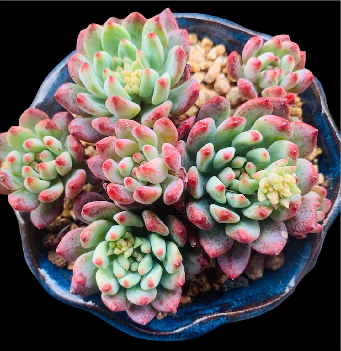 2"pot 4"pot Live Succulent plant Echeveria Blue Elf/Blue Apple