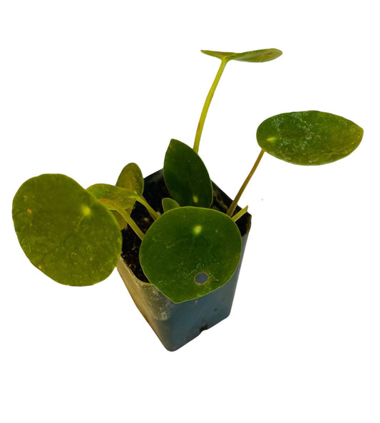 2"pot House indoor plants green plants UFO plant/Pilea peperomioides /Chinese money plant