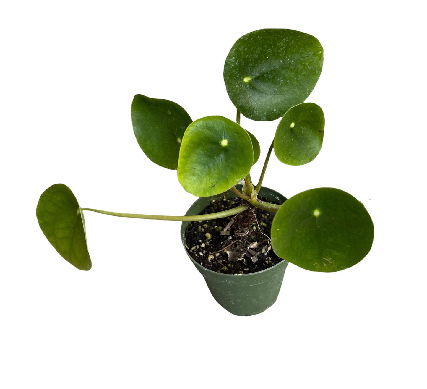 2"pot House indoor plants green plants UFO plant/Pilea peperomioides /Chinese money plant
