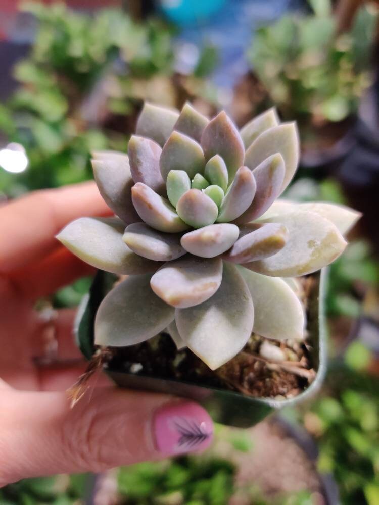 2"pot  Sedeveria Lilac Mist