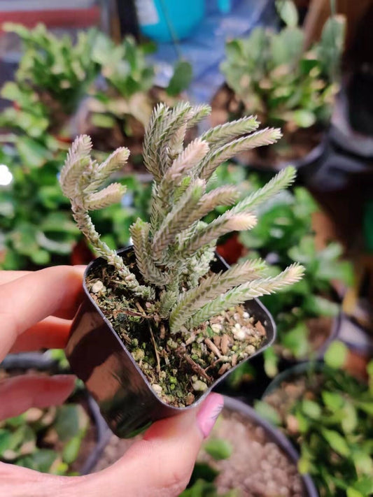 2”pot Succulent Plants Crassula Muscosa Variegated Watch Chain