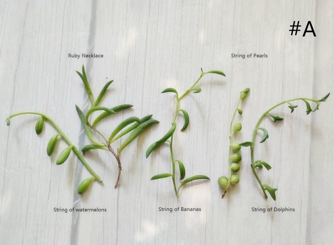 Leave cutting  unrooted  5 pieces mix String plants